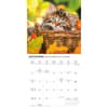 image Love of Kittens 2027 Mini Wall Calendar Fourth Alternate Image