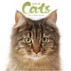 image Love of Cats Plato 2027 Wall Calendar Main Product Image