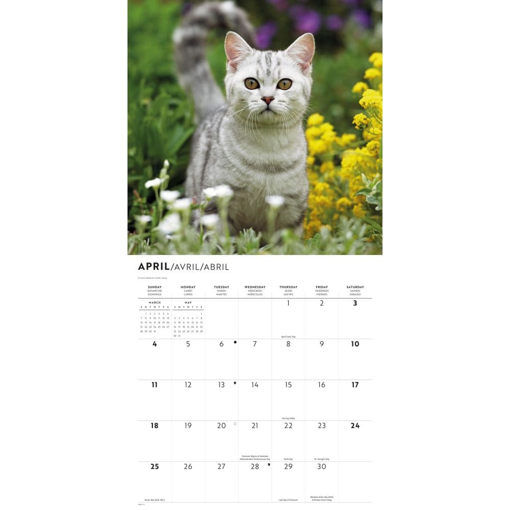 Love of Cats Plato 2027 Wall Calendar Second Alternate Image