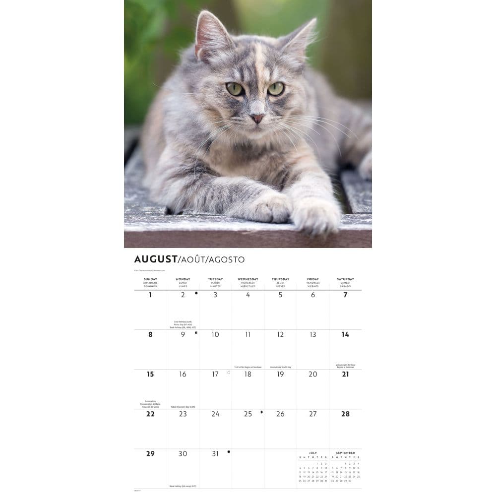Love of Cats Plato 2027 Wall Calendar Third Alternate Image