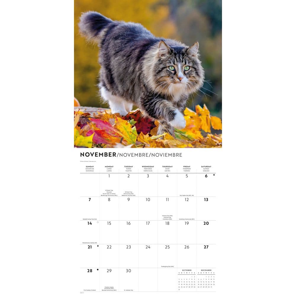 Love of Cats Plato 2027 Wall Calendar Fourth Alternate Image