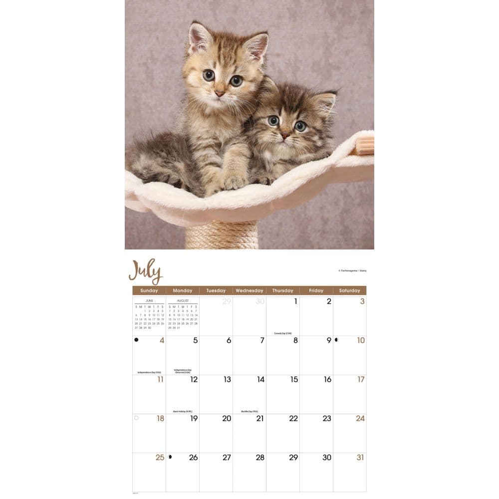 Kittens 2027 Wall Calendar Third Alternate Image