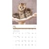 image Kittens 2027 Wall Calendar Third Alternate Image
