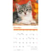 image Kittens 2027 Wall Calendar Fourth Alternate Image