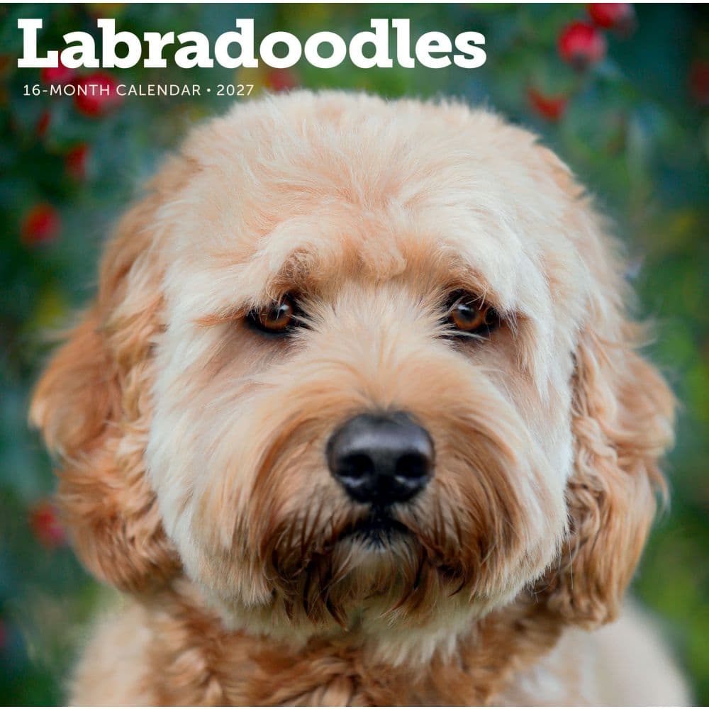 image Labradoodles 2027 Wall Calendar Main Product Image