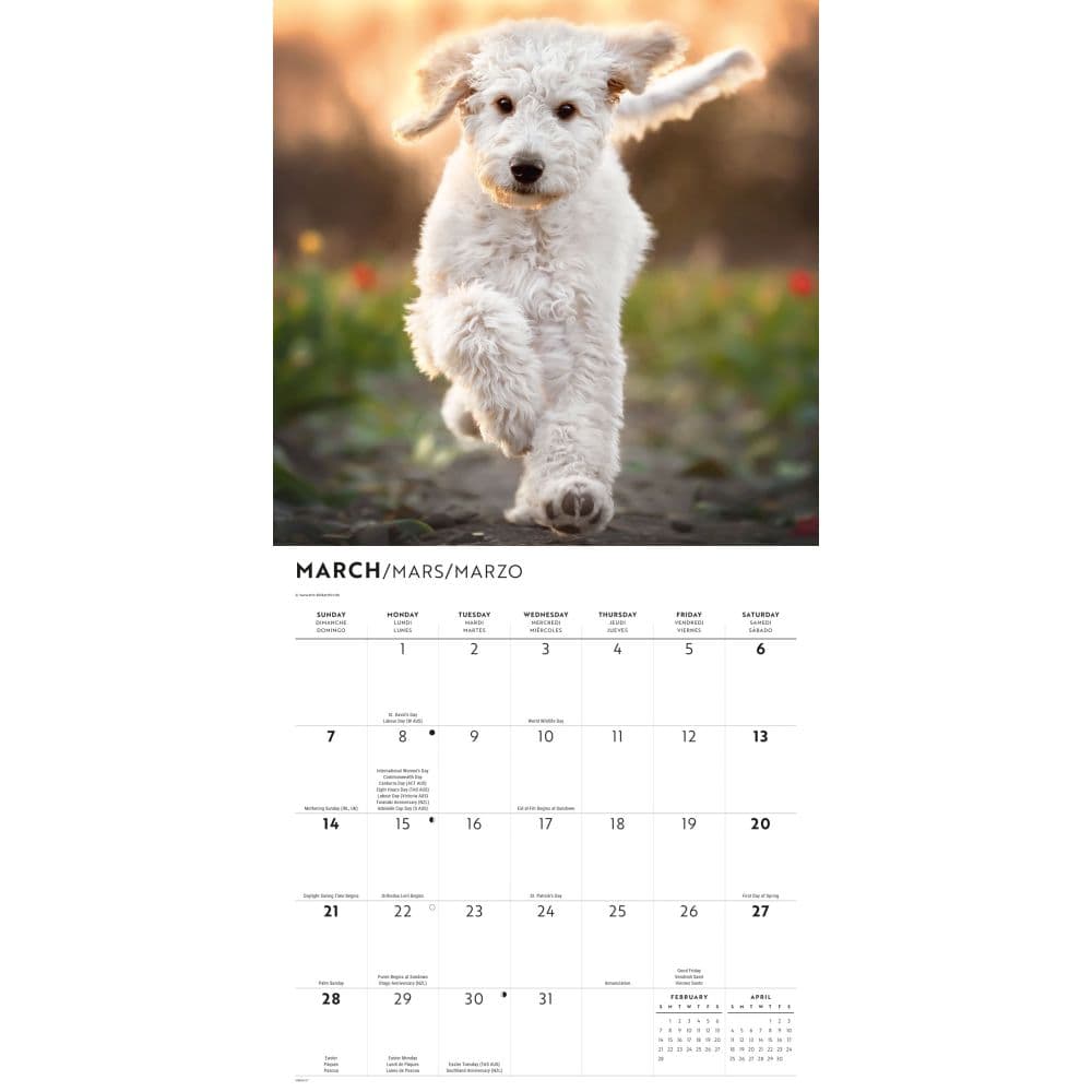 Labradoodles 2027 Wall Calendar Second Alternate Image