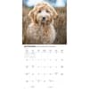 image Labradoodles 2027 Wall Calendar Third Alternate Image