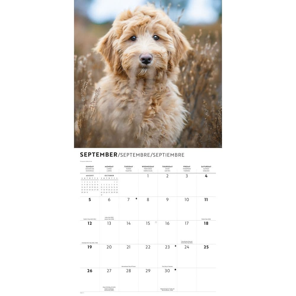 Labradoodles 2027 Wall Calendar Third Alternate Image