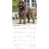 image Labradoodles 2027 Wall Calendar Fourth Alternate Image