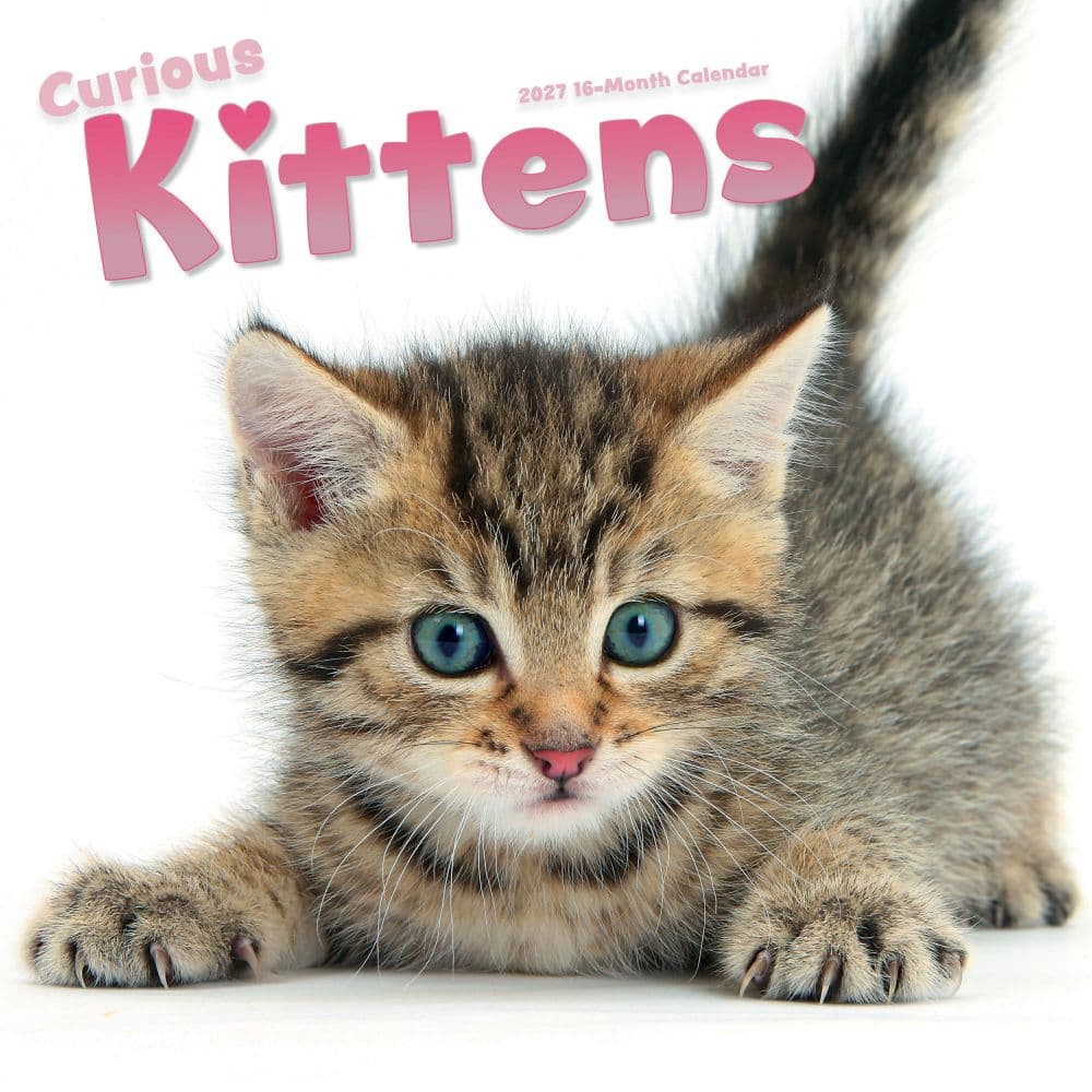 Curious Kittens 2027 Wall Calendar Main Product Image