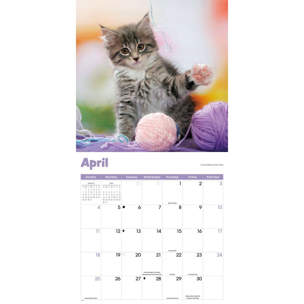Curious Kittens 2027 Wall Calendar Second Alternate Image