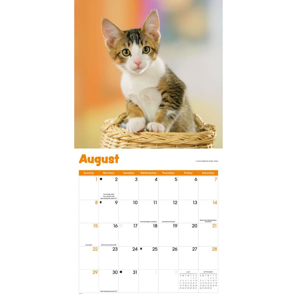 Curious Kittens 2027 Wall Calendar Third Alternate Image