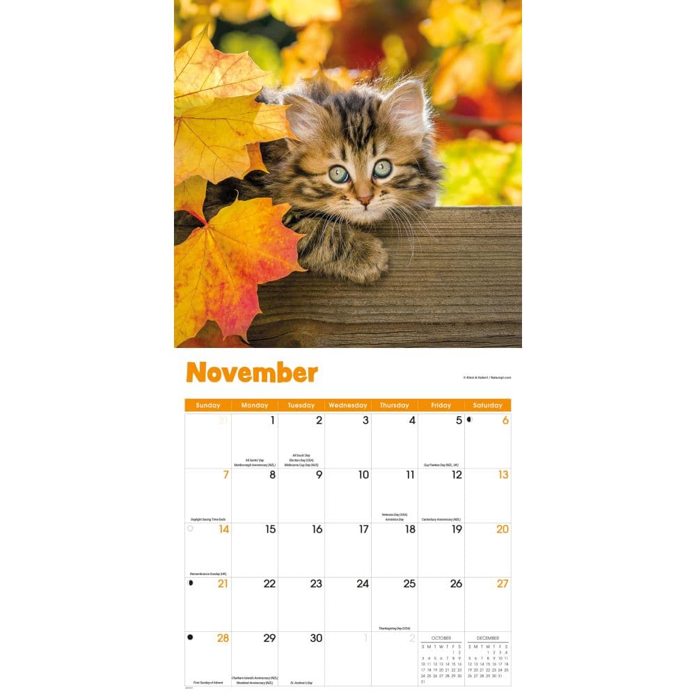 Curious Kittens 2027 Wall Calendar Fourth Alternate Image
