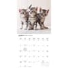 image Cute Kittens 2027 Wall Calendar Second Alternate Image