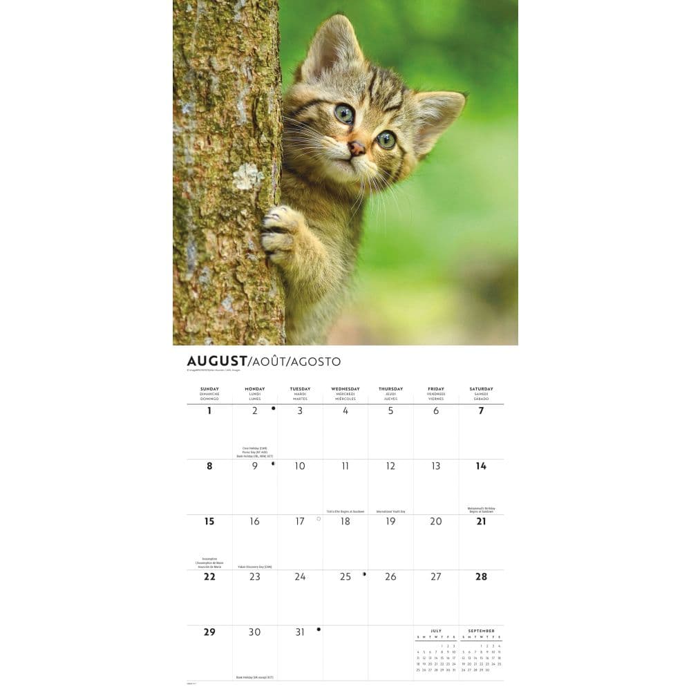 Cute Kittens 2027 Wall Calendar Third Alternate Image