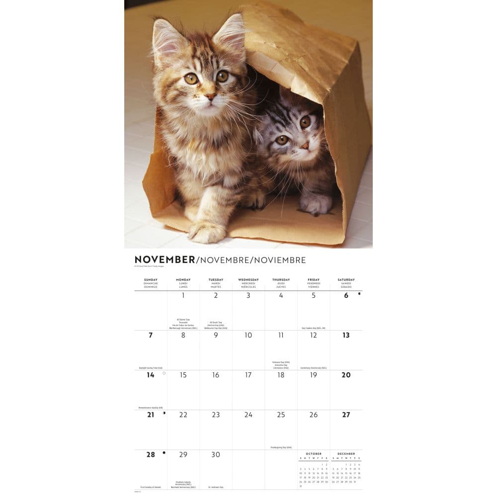 Cute Kittens 2027 Wall Calendar Fourth Alternate Image
