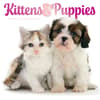 image Kittens and Puppies 2027 Wall Calendar Main Product Image