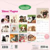 image Kittens and Puppies 2027 Wall Calendar First Alternate Image