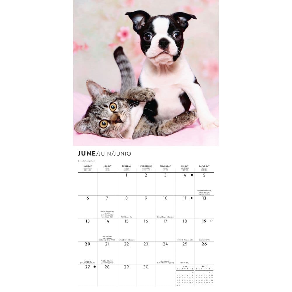 Kittens and Puppies 2027 Mini Wall Calendar Third Alternate Image