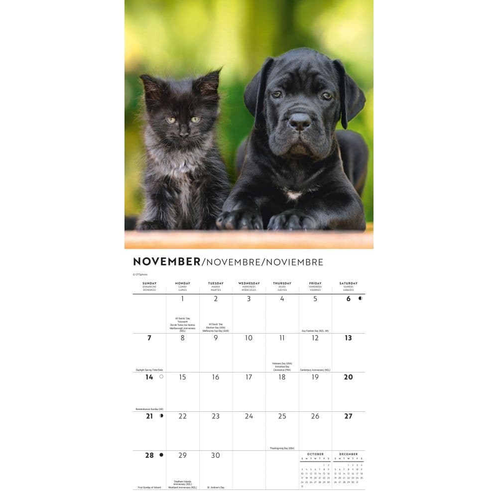 Kittens and Puppies 2027 Mini Wall Calendar Fourth Alternate Image