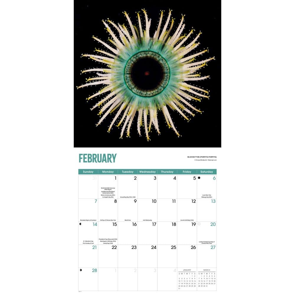 Jellyfish 2027 Wall Calendar Second Alternate Image