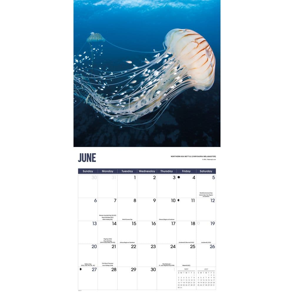 Jellyfish 2027 Wall Calendar Third Alternate Image