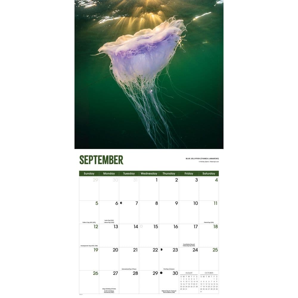 Jellyfish 2027 Wall Calendar Fourth Alternate Image