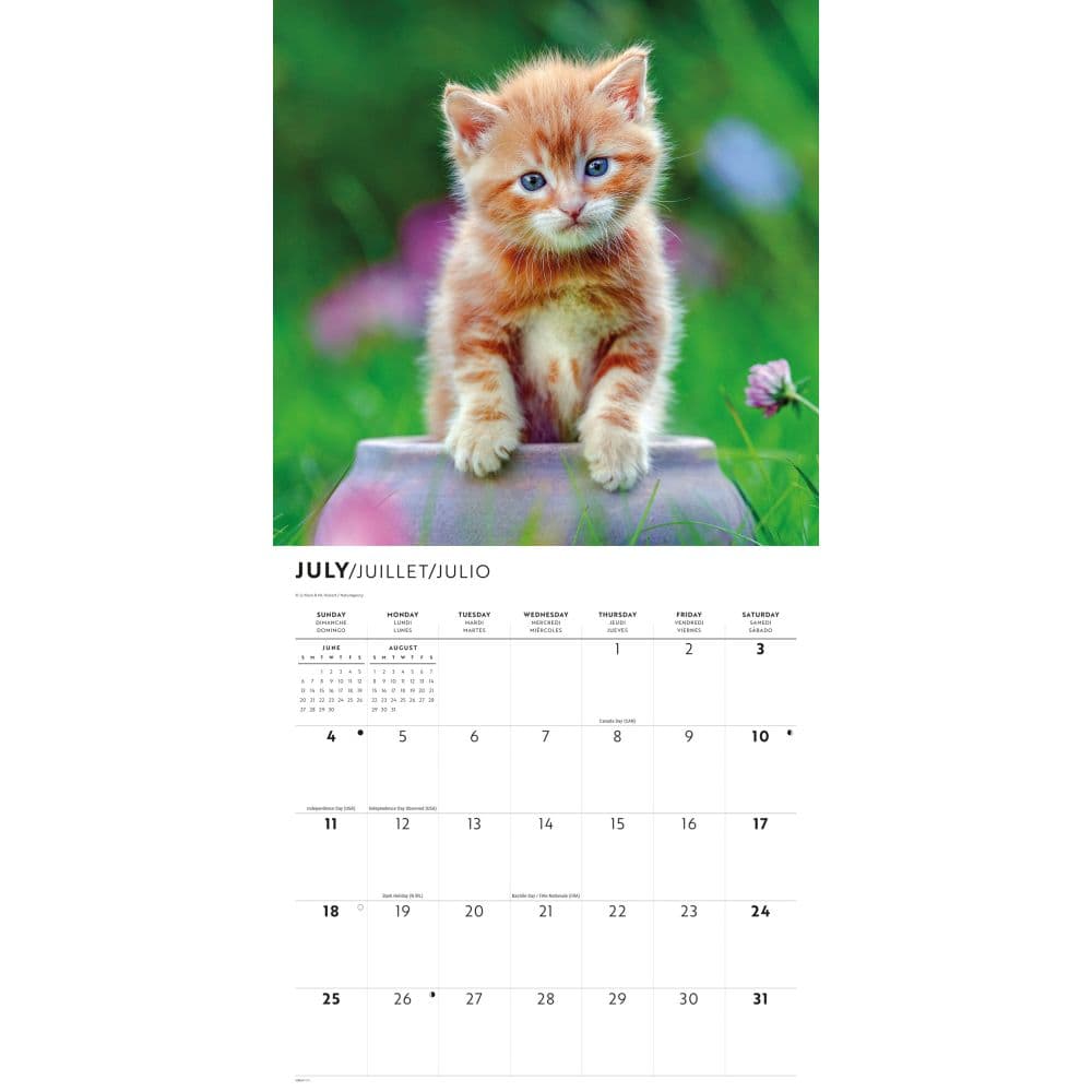 Kittens I Love 2027 Wall Calendar Third Alternate Image