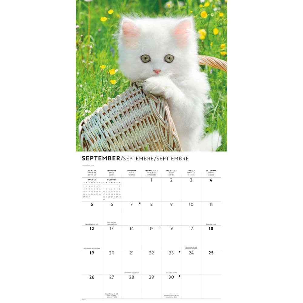 Kittens I Love 2027 Wall Calendar Fourth Alternate Image