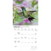 image Hummingbirds 2027 Mini Wall Calendar Second Alternate Image