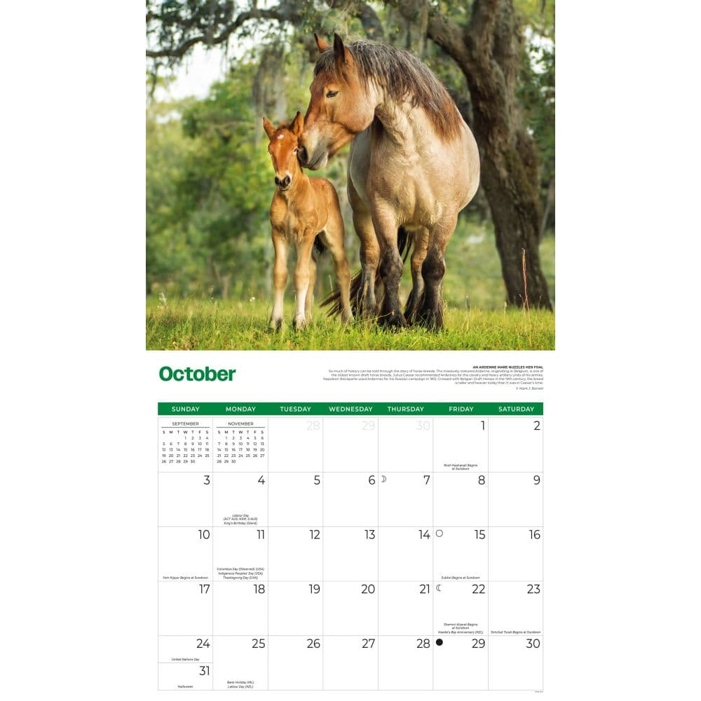 Horses 2027 Deluxe Wall Calendar Fourth Alternate Image