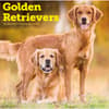 image Golden Retrievers 2027 Wall Calendar Main Product Image