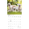 image Golden Retrievers 2027 Wall Calendar Second Alternate Image