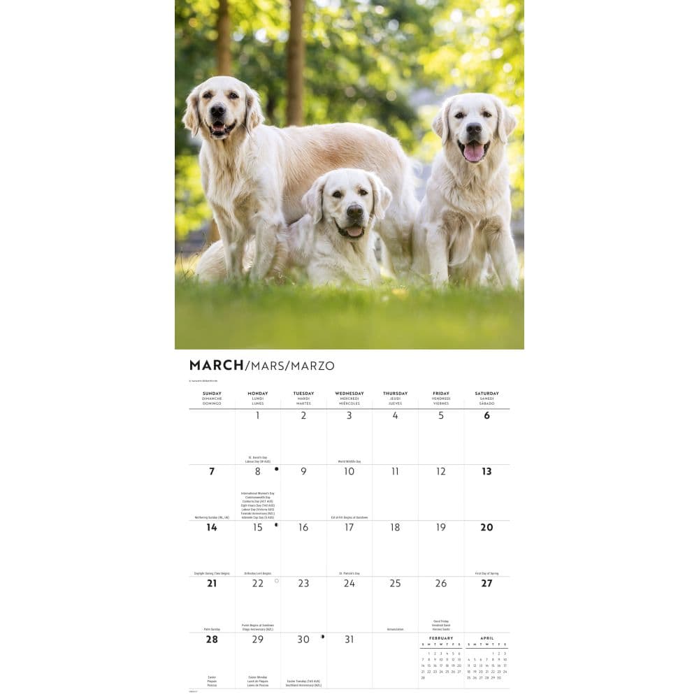 Golden Retrievers 2027 Wall Calendar Second Alternate Image