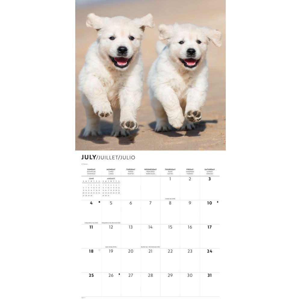 Golden Retrievers 2027 Wall Calendar Third Alternate Image