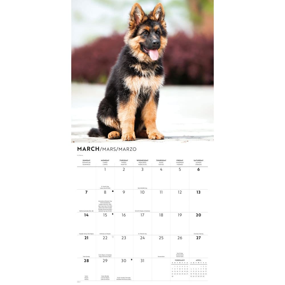 German Shepherd Puppies 2027 Wall Calendar Second Alternate Image