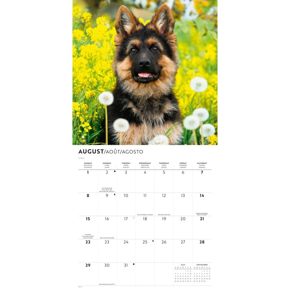 German Shepherd Puppies 2027 Wall Calendar Third Alternate Image
