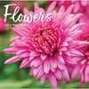 image Flowers 2027 Wall Calendar Main Product Image