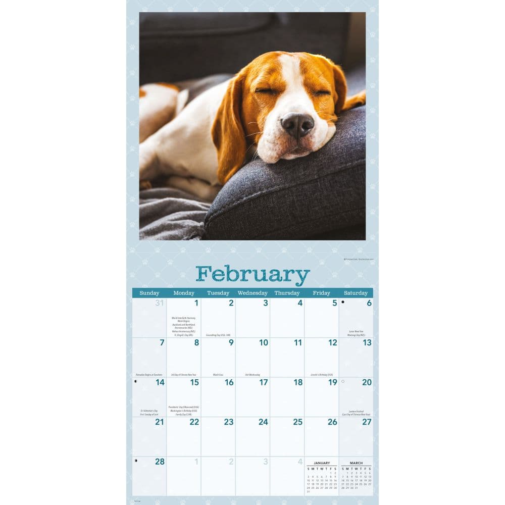 Dog Naps 2027 Wall Calendar Second Alternate Image