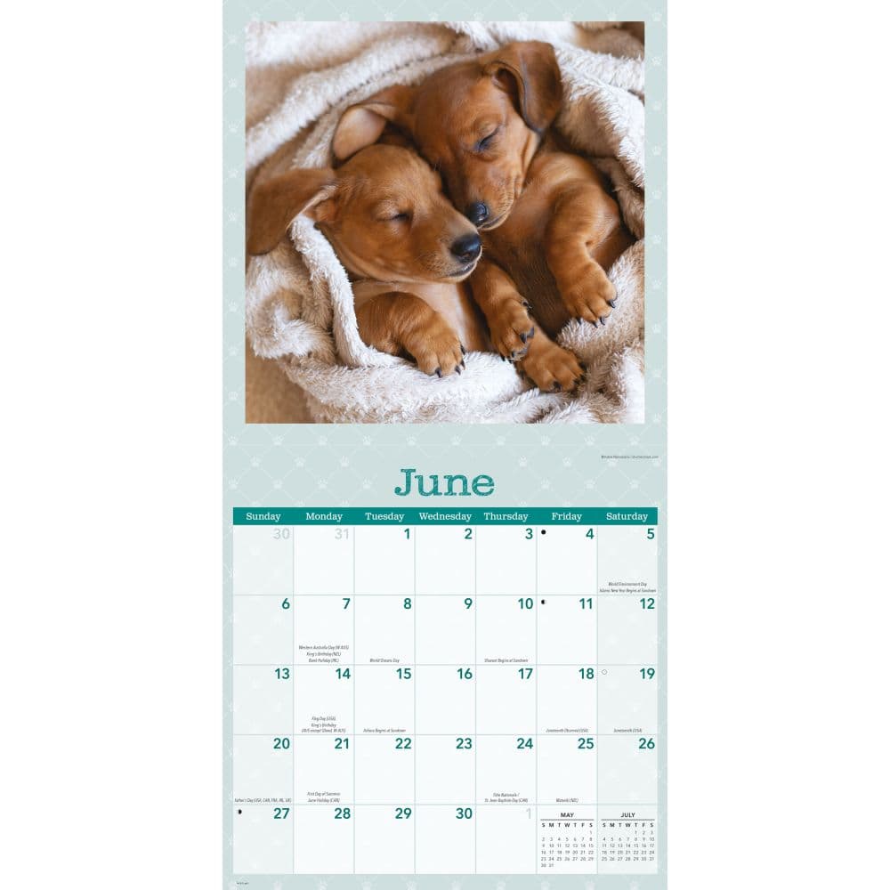 Dog Naps 2027 Wall Calendar Third Alternate Image