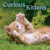 image Curious Kittens 2027 Mini Wall Calendar Main Product Image