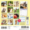 image Curious Kittens 2027 Mini Wall Calendar First Alternate Image