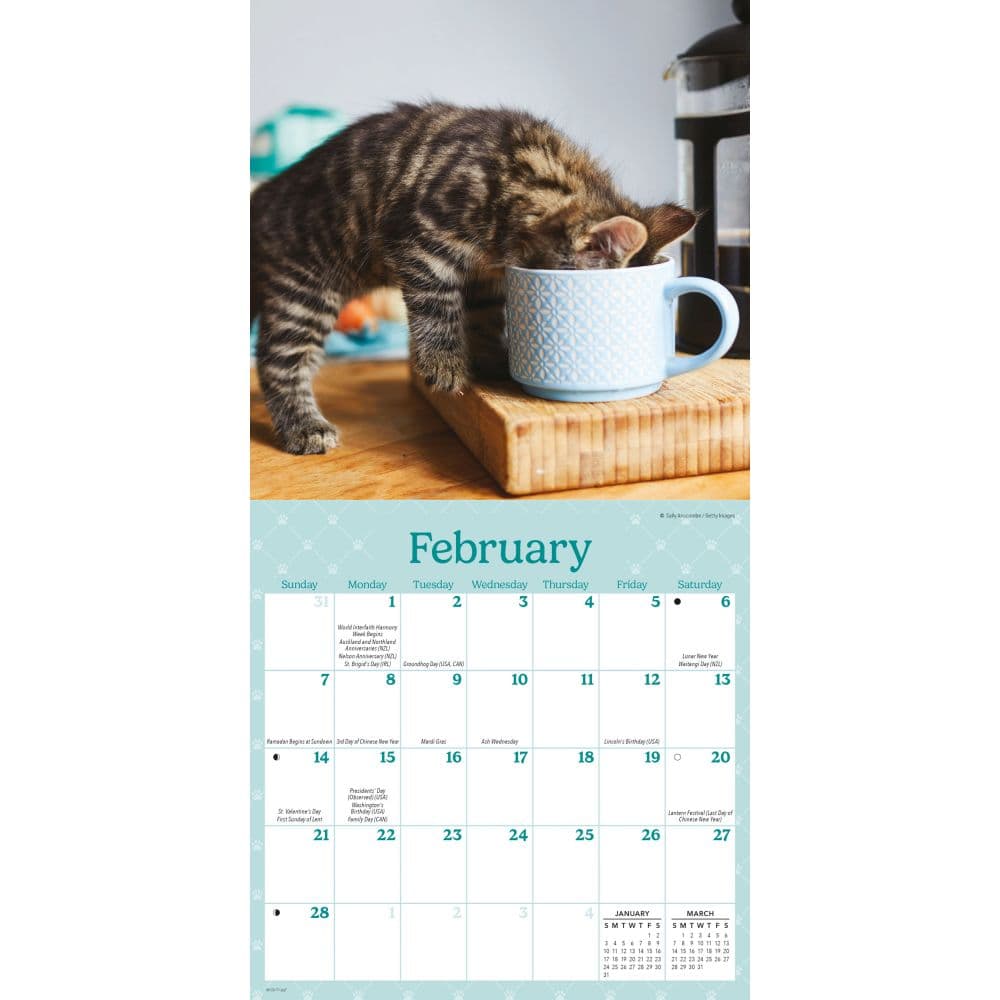 Curious Kittens 2027 Mini Wall Calendar Second Alternate Image