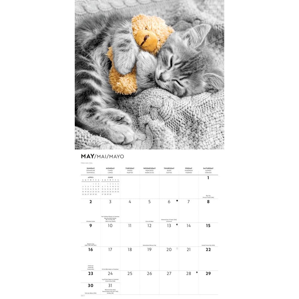 Classic Cats 2027 Wall Calendar Third Alternate Image