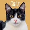 image Cats 2027 Wall Calendar Main Product Image