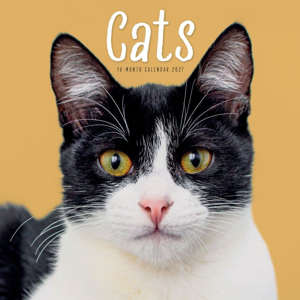 image Cats 2027 Wall Calendar Main Product Image