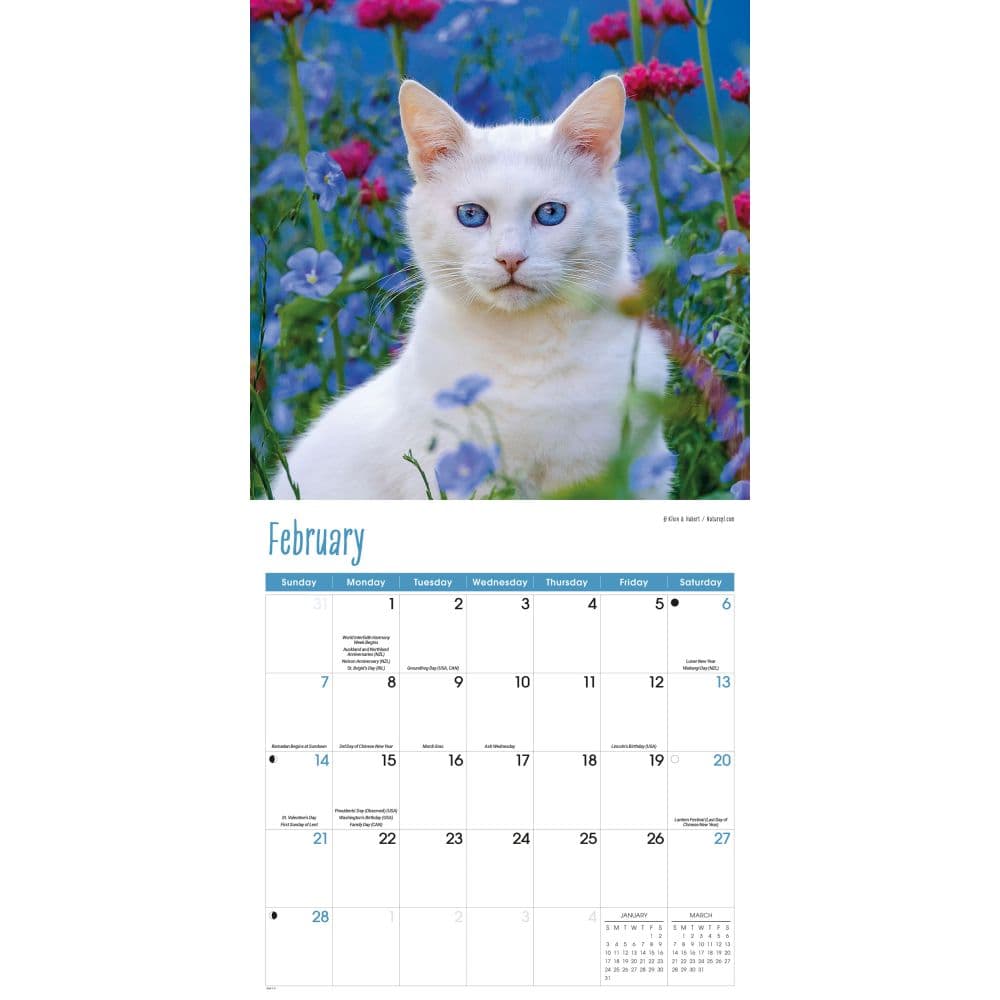Cats 2027 Wall Calendar Second Alternate Image