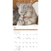 image Cats 2027 Wall Calendar Third Alternate Image