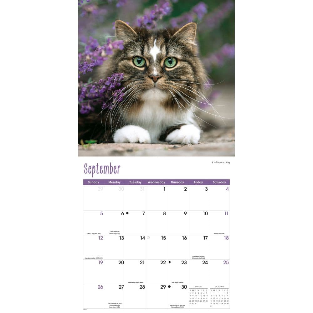 Cats 2027 Wall Calendar Fourth Alternate Image
