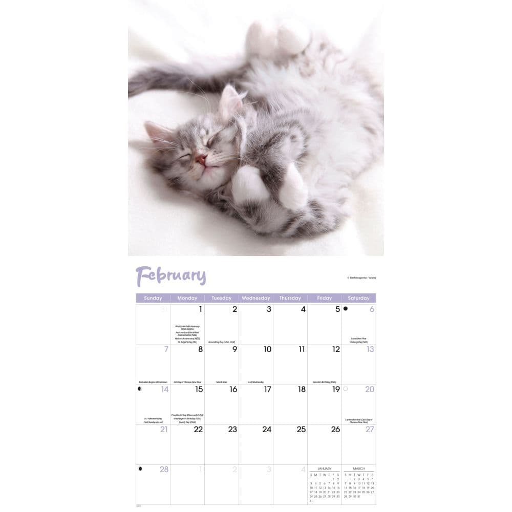 Cat Naps 2027 Wall Calendar Second Alternate Image
